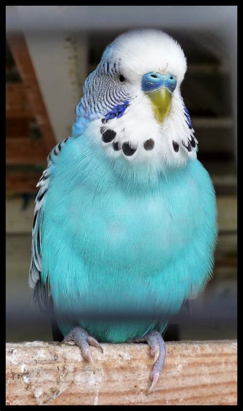 Parakeet | Pet birds, Budgies bird, Budgies