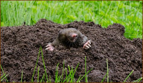 Alexandria Mole Trapping | Alexandria Wildlife Removal