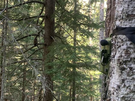 Listening for Owls: A Multi-agency Collaboration to Preserve Spotted ...