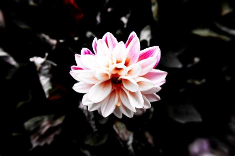 Free stock photo of dark, flower