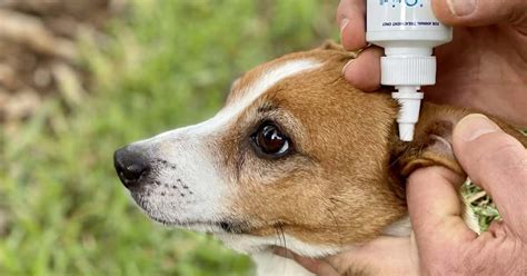 Clean A Dog’s Ears In 7 Steps & 5 Minutes! | Walkerville Vet et