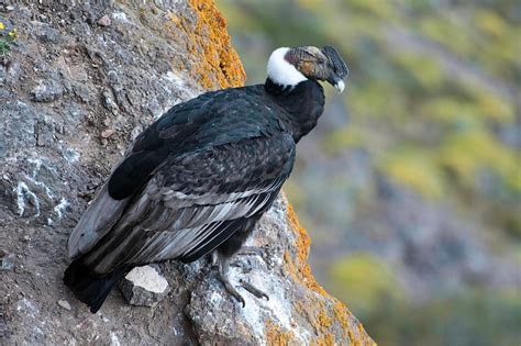 Andean Condor Facts, Range, Habitat, Adaptations, Pictures