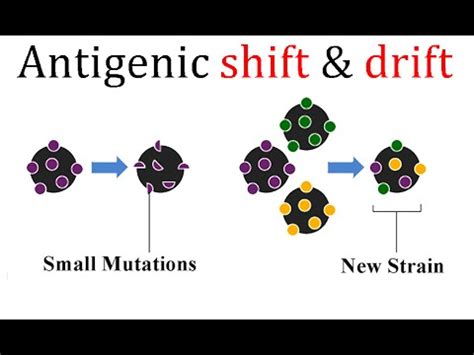 Antigenic shift and drift - YouTube