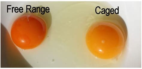 The Benefits of Free Range Eggs vs. Caged Eggs » HG