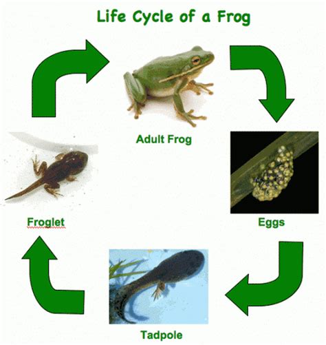 Frog Lifecycle - Welcome to Mrs. Weitz's Grade 2-3 Classroom Website