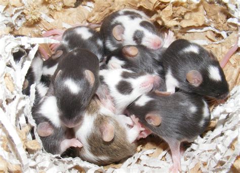 SE England lots of gorgeous BABY MICE - Reptile Forums