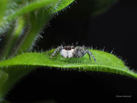 Salticidae | JuzaPhoto