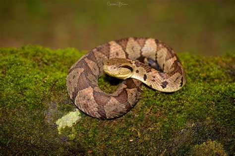 Picado’s Jumping Pitviper (Atropoides picadoi) – The Nature Admirer