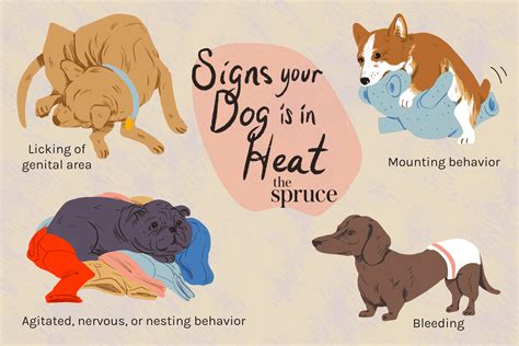 signs a dog is going into heat – KeepingDog