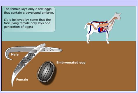 The Biology of the Goat