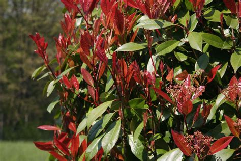 Complete Guide on Pruning Photinia in Australia | Ultimate Backyard