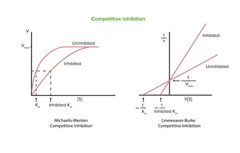 Enzyme Inhibition | Concise Medical Knowledge