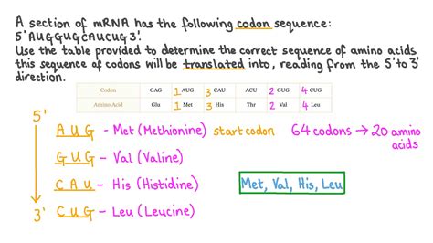 Amino Acid Codon Sequence Table | Elcho Table