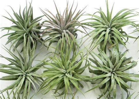 5 Tips for healthy air plants! – BambooBlinds.ca