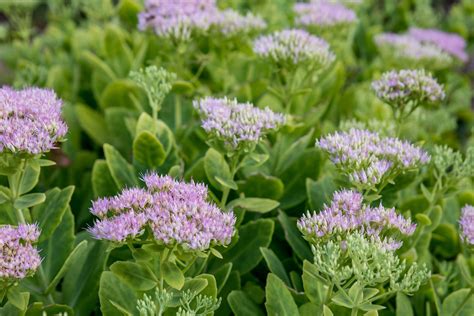 How to Plant, Grow, and Care for Sedum Flowers