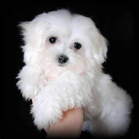 Maltese (Dog) - Puppies, Rescue, Pictures, Information, Temperament ...