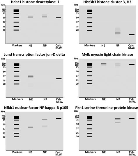 Examples of virtual Western blots. Each virtual western blot shows ...