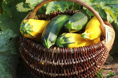 Zucchini Plants for Sale - Buying & Growing Guide - Trees.com