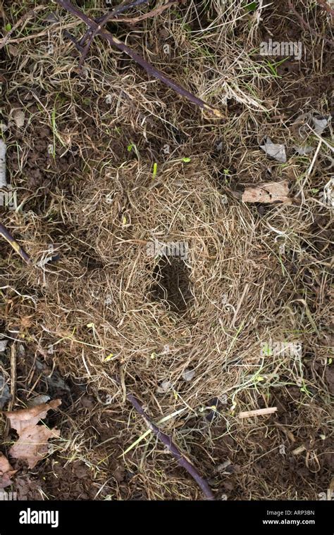 field vole nest cornwall Stock Photo - Alamy