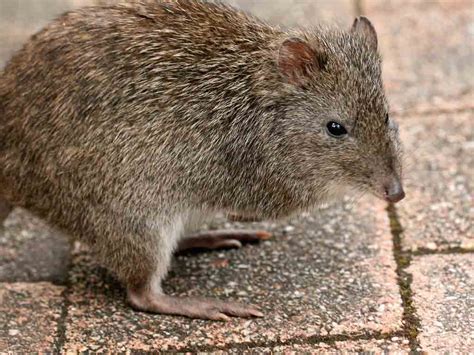 Long-Nosed Potoroo Profile: Traits, Facts, Diet, Habitat - Mammal Age