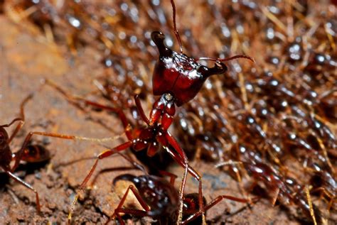 Learn about Nature | Army Ants - Learn about Nature