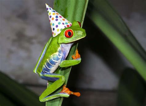 Frogs in Hats: What You Need to Know