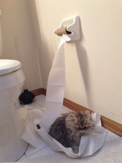 Fluffy Kitten Control The Desire To Destroy Toilet Paper