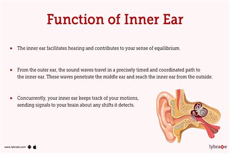 Inner ear (Human Anatomy): Image, Functions, Diseases and Treatments