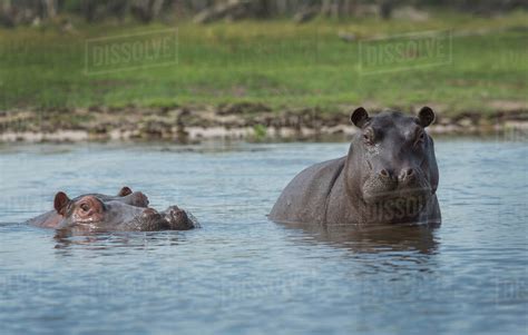 Hippopotamus swimming in remote water hole - Stock Photo - Dissolve