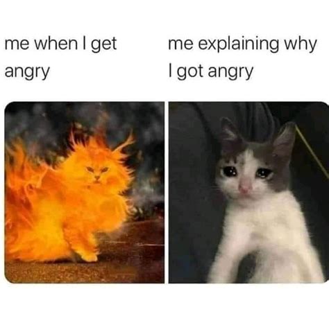 angry | Cats | Know Your Meme