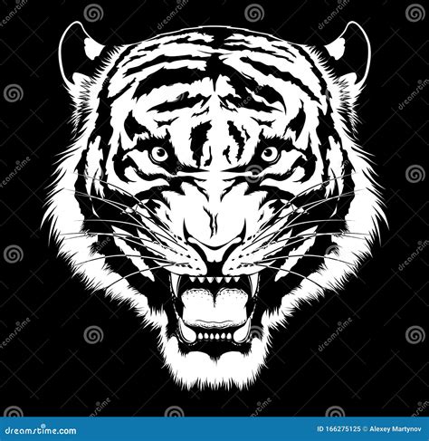 Tiger Roar Drawing Stock Photography | CartoonDealer.com #54141104