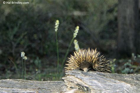 4 Incredible Echidna Facts That Will Leave you Speechless! | Travel For ...