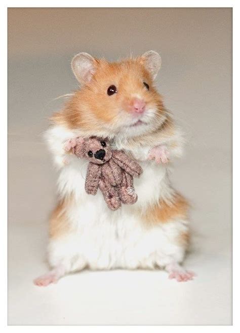 Benji, the Hamster, Snuggling With his Teddy Bear! Cute Babies, Cute ...