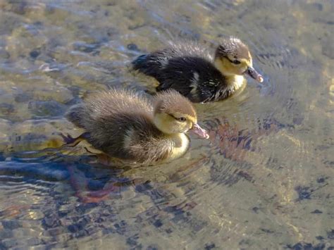 When Can Baby Ducks Swim? (Explained)