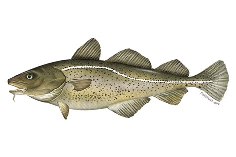 Atlantic Cod | NOAA Fisheries