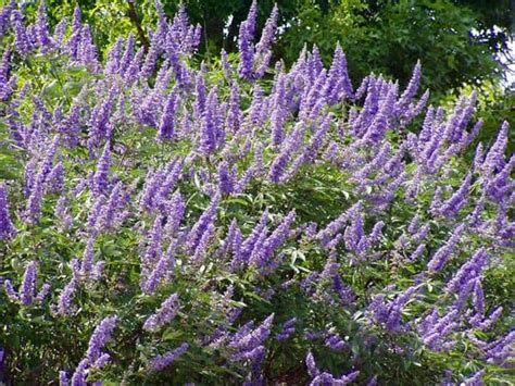 How to Use Vitex for Hormone Balance & Fertility - Mary Vance, NC