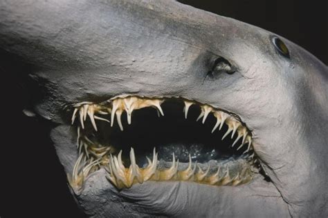 Goblin Shark Teeth: The Interesting Facts You May Not Know – Ocean ...