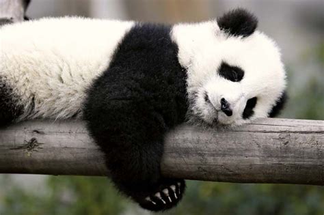 Giant panda | Facts, Habitat, Population, & Diet | Britannica