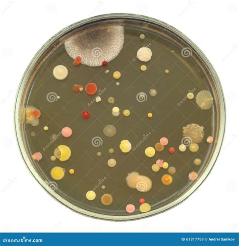 Bacterial And Fungal Colonies On Agar Plate Isolated On White Stock ...