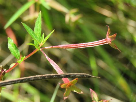 Magnoliophyta sp. | Magnoliophyta sp., Sweetwater Wetlands P… | Flickr