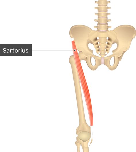 Sartorius Muscle | GetBodySmart