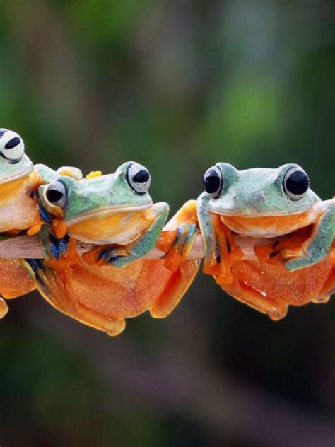 What Do Frogs Symbolize in Dreams: Spiritual Meanings | Sarah Scoop