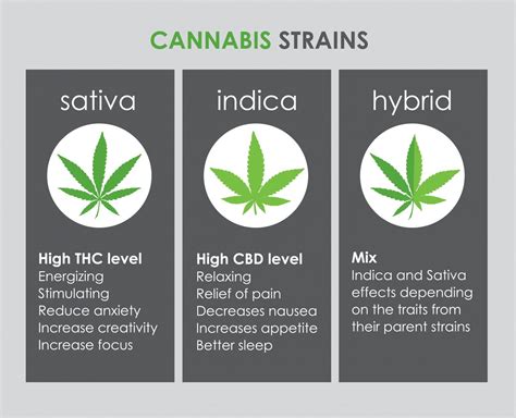 Indica vs Sativa vs Hybrid Strains | Green Sativa