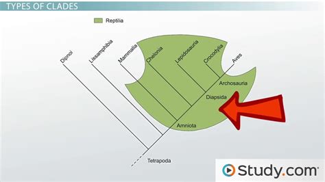 Cladistics Chart