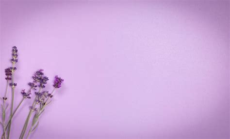 Premium Photo | Finely textured shiny lavender color background with ...