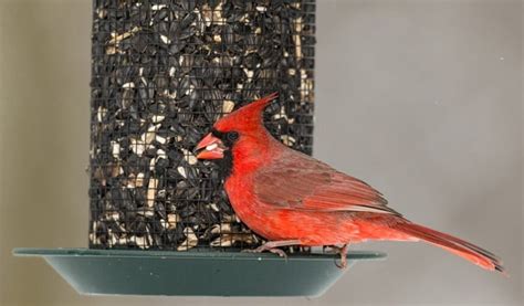 The Best Bird Seed for Cardinals in 2022- Bird Nature