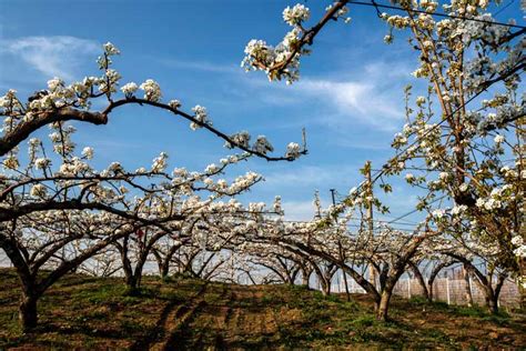 How to Grow and Care for Asian Pear Trees | Gardener's Path