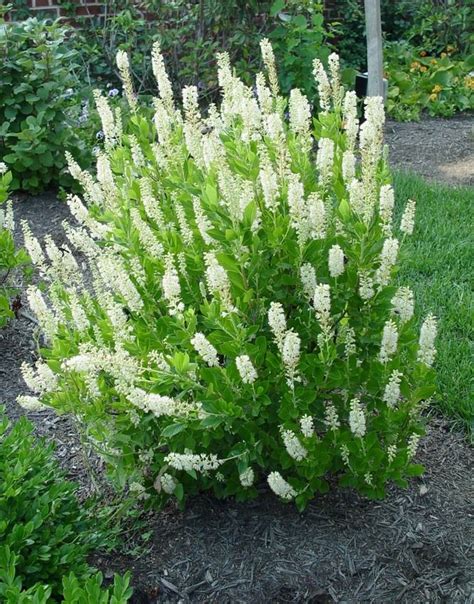 Flowering Shrubs That Do Well In Shade - Garden Plant