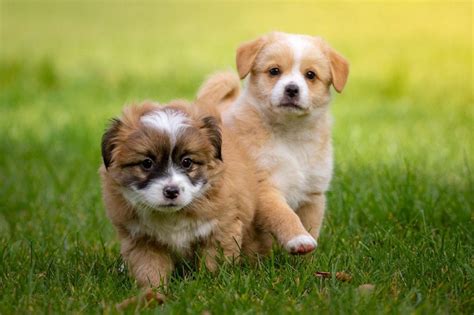 Most affectionate small dog breeds | Dog Breeds