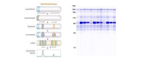 Simple Western Total Protein Assay | Bio-Techne